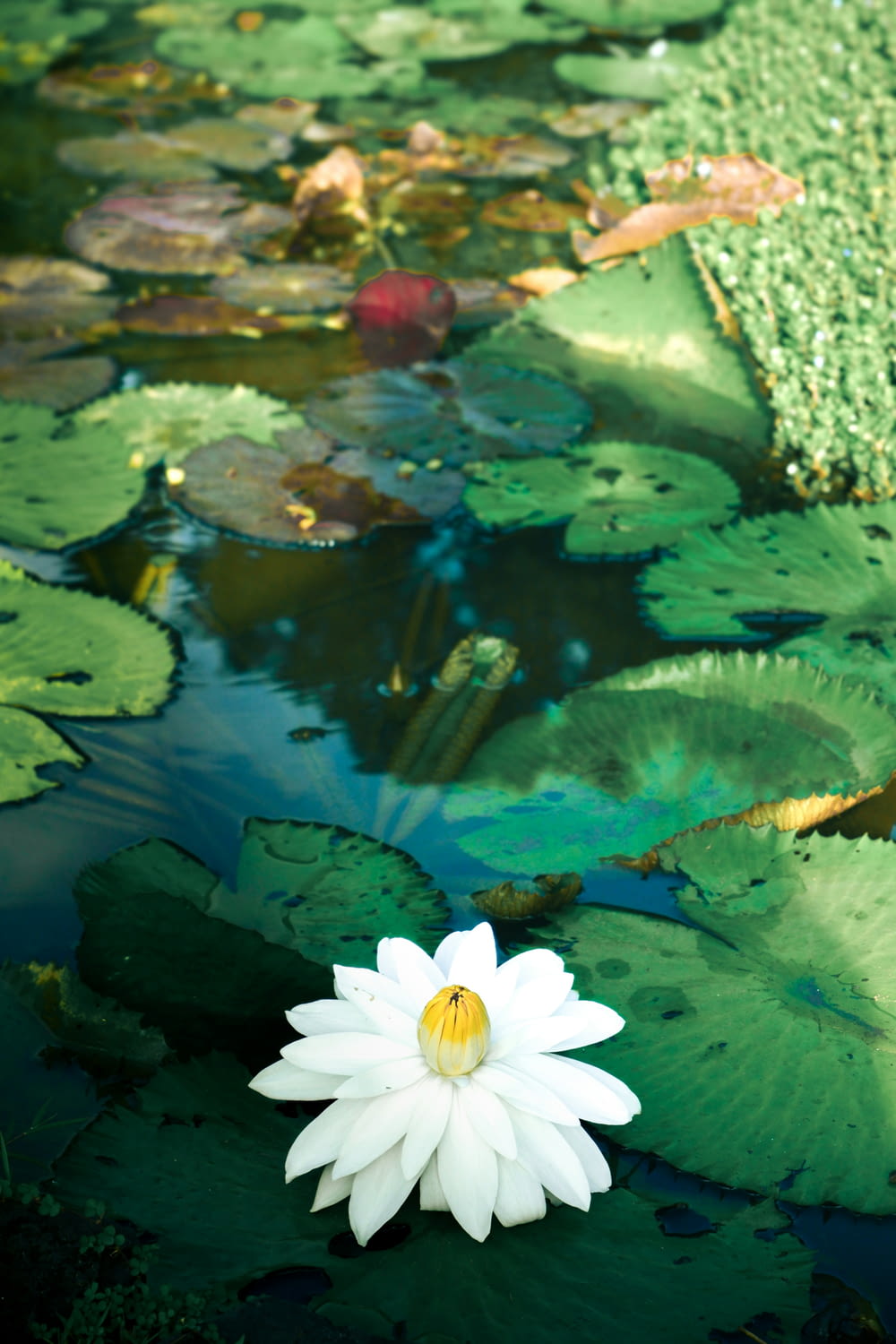 a white flower sitting on top of a green lily pad