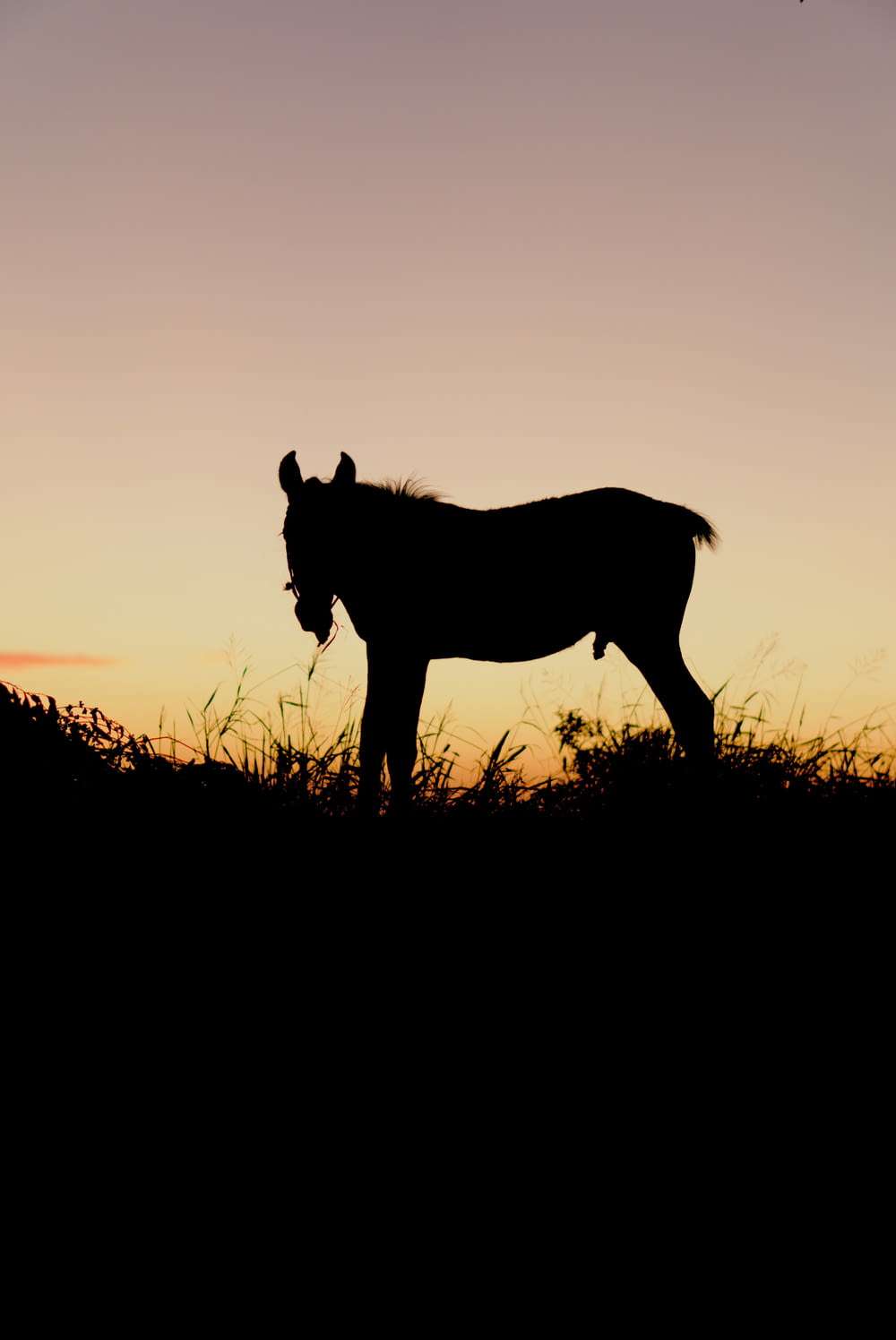 a silhouette of a horse standing in a field