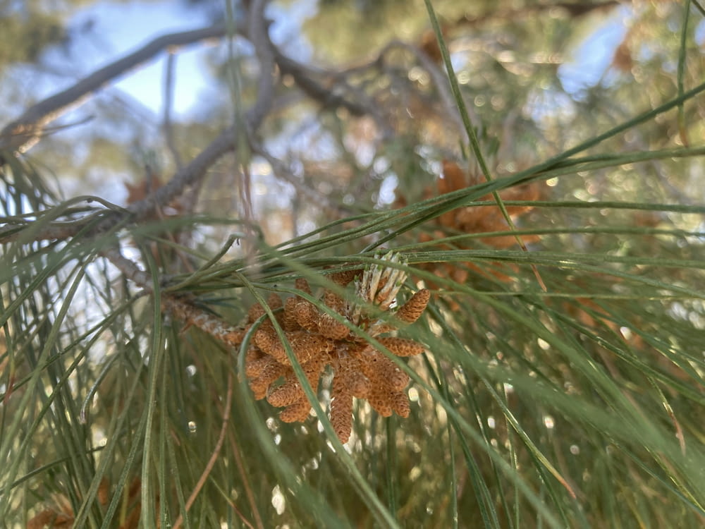 a close up of pine cones on a pine tree