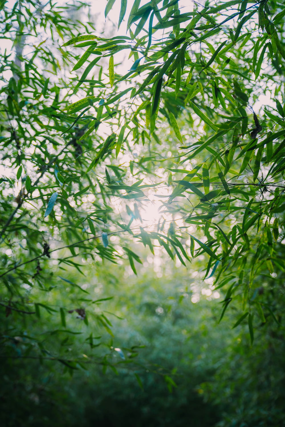 Die Sonne scheint durch die Blätter eines Bambusbaums
