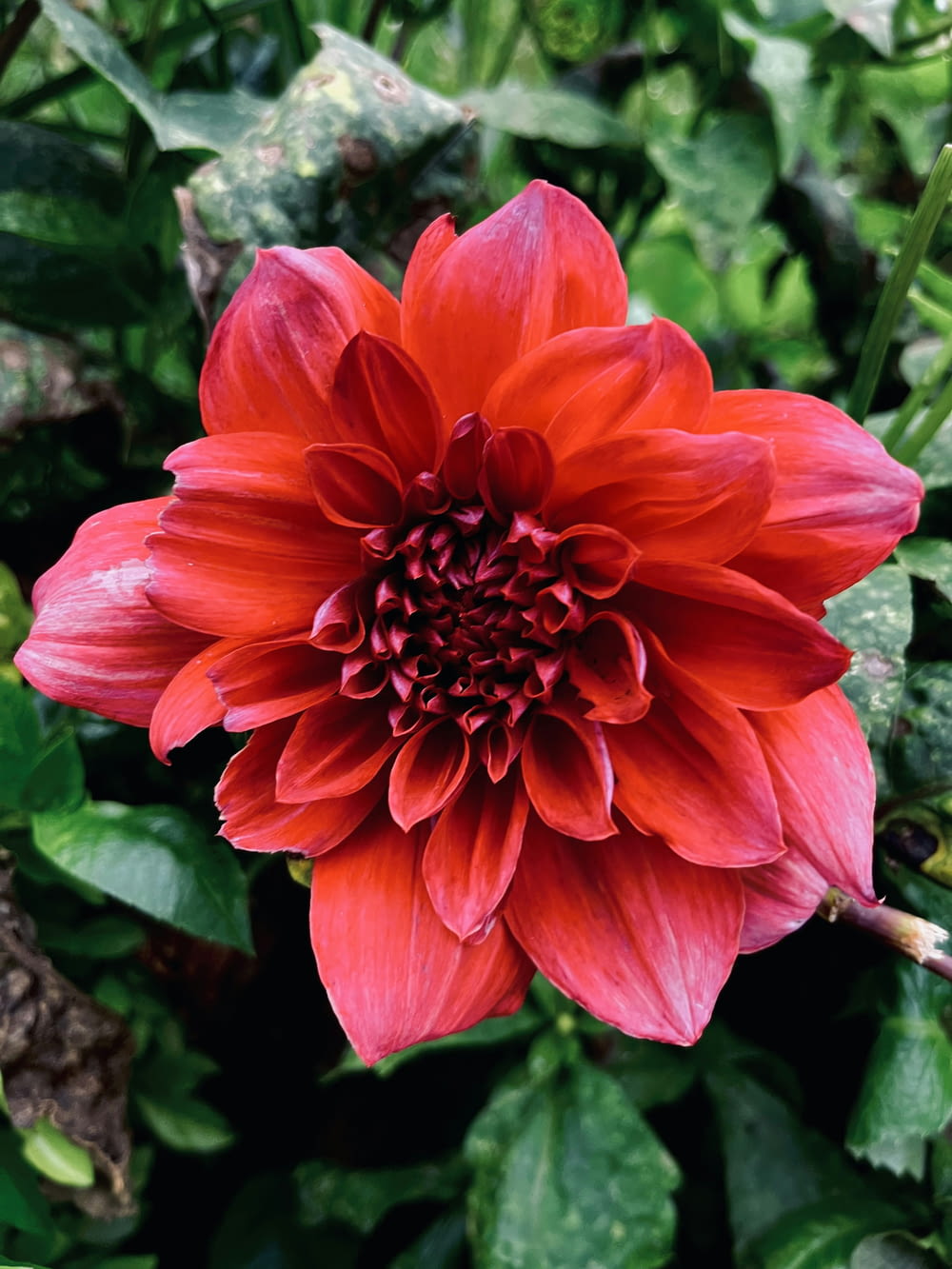 a large red flower surrounded by green leaves