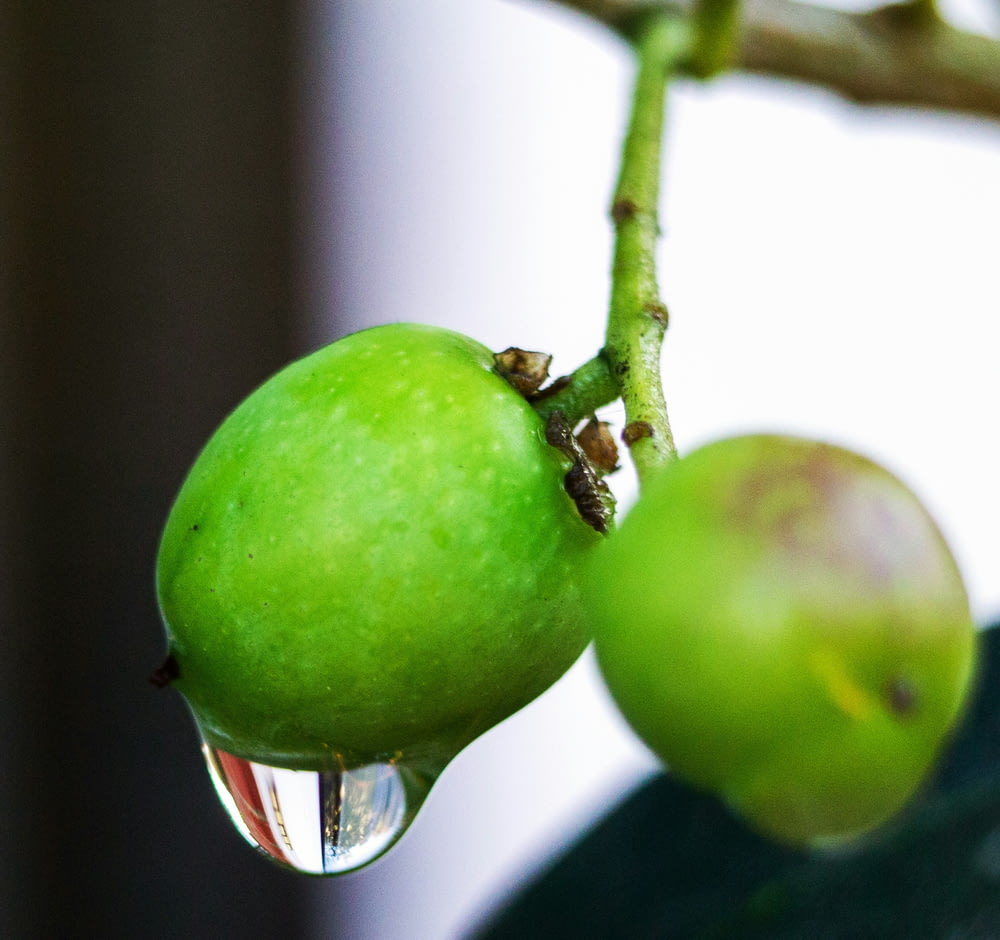 a green apple hanging from a tree branch