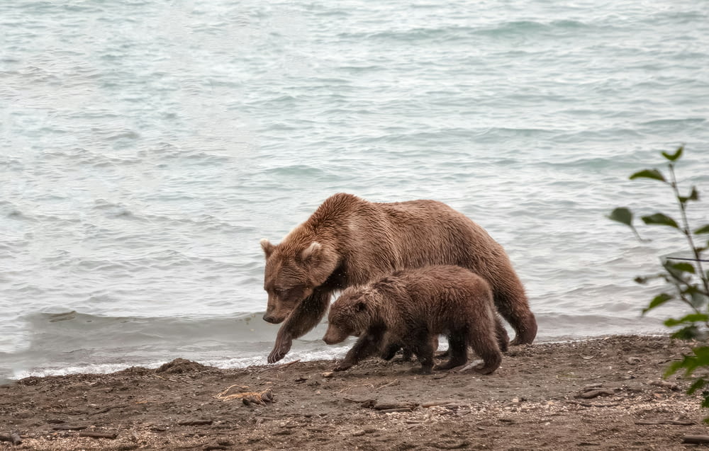 Mama bear and her little cub in Brooks Falls, Alaska
