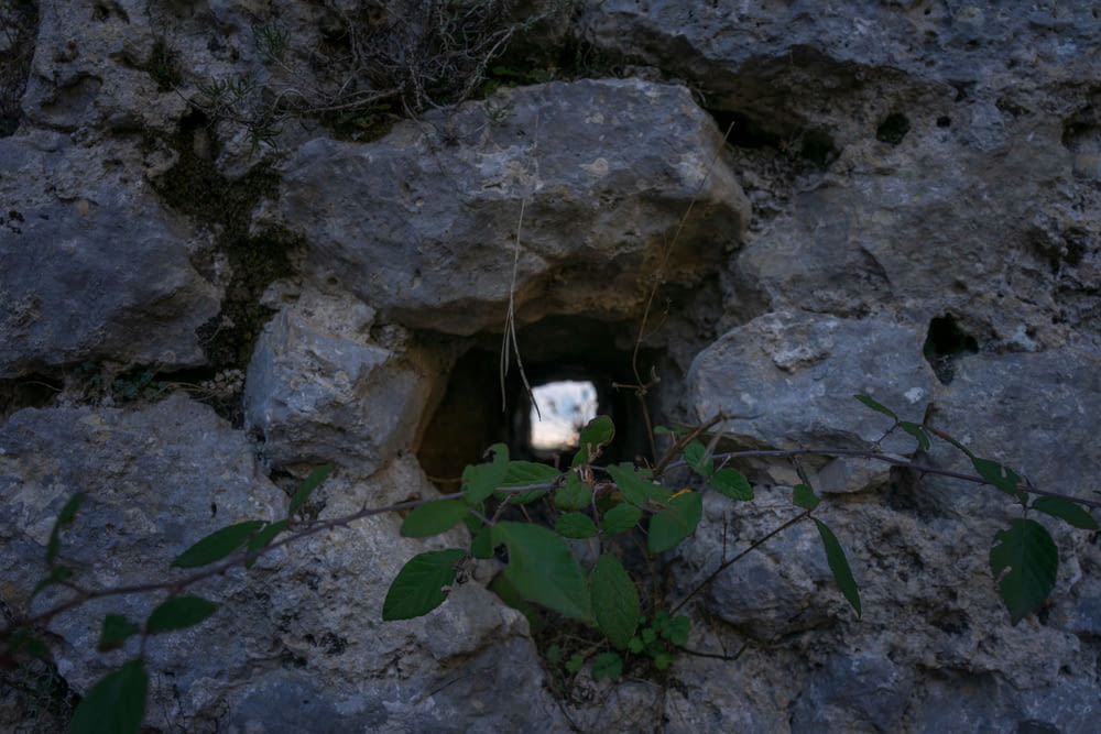 a hole in the rocks with a plant growing out of it