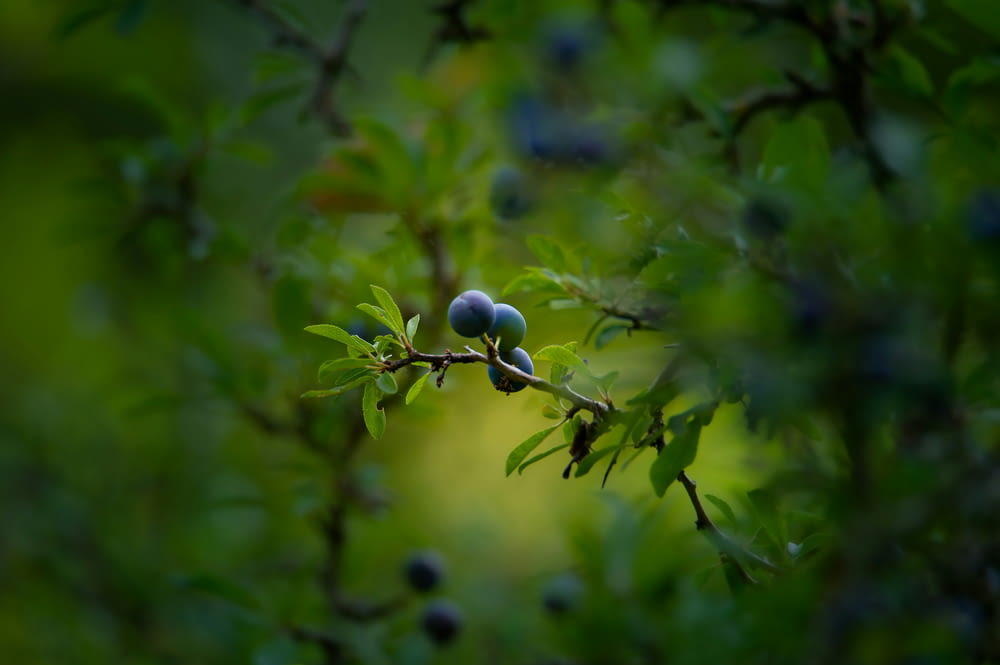 a branch with some blue berries on it