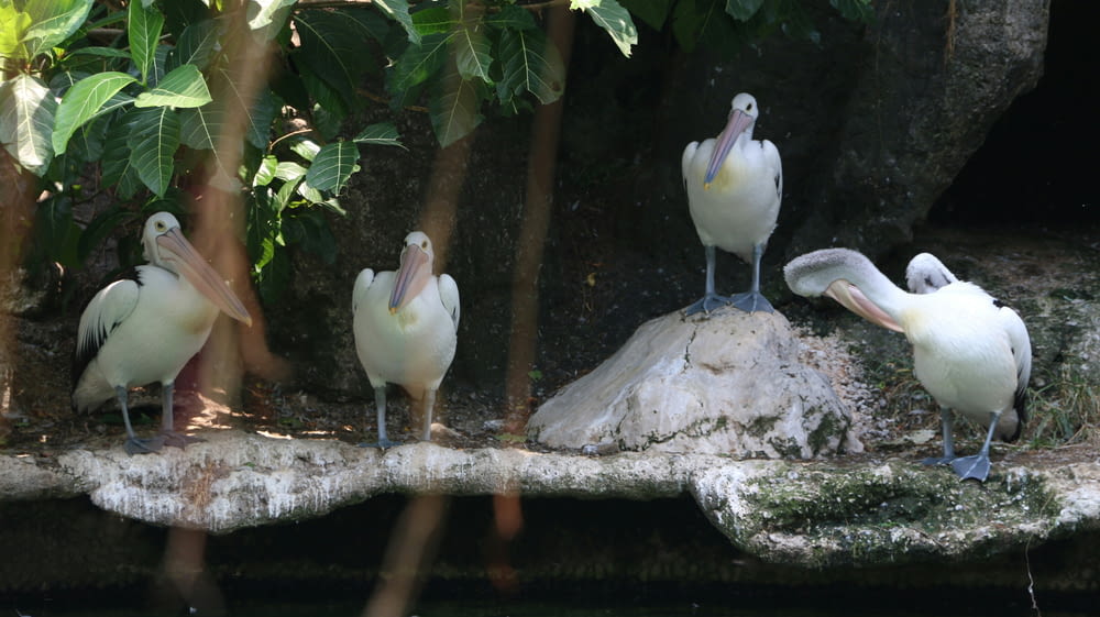 a group of pelicans are standing on a rock