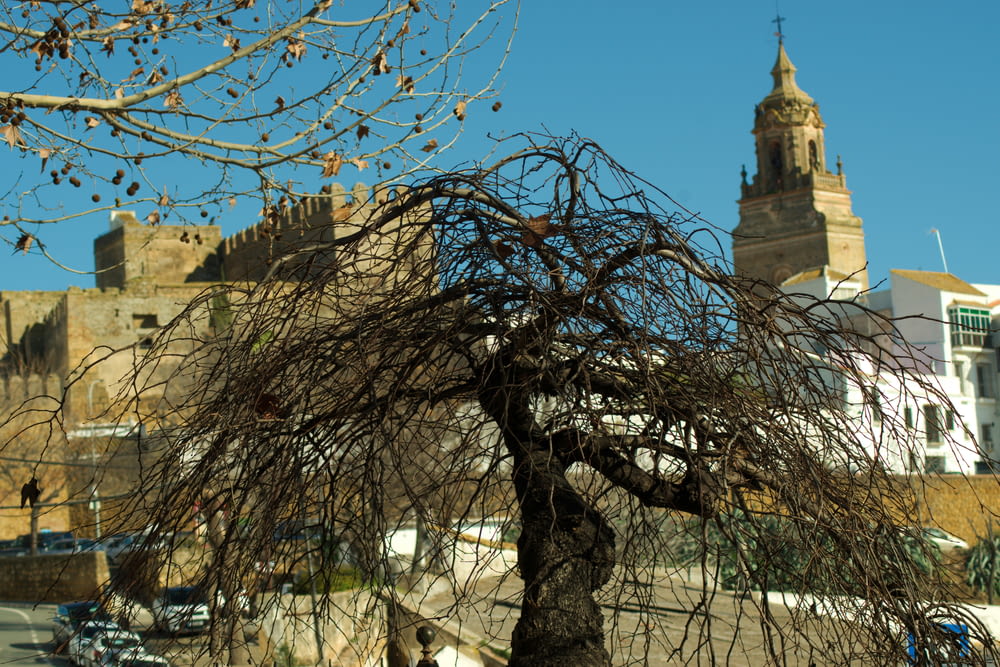 a tree with no leaves in front of a castle