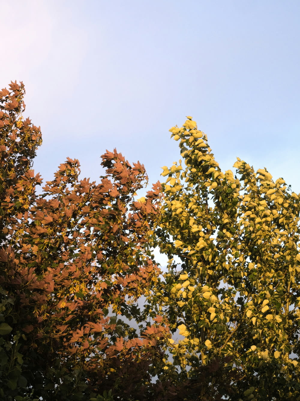 trees with yellow leaves against a blue sky