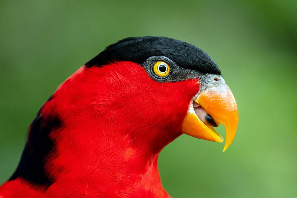 a red and black bird with a yellow beak