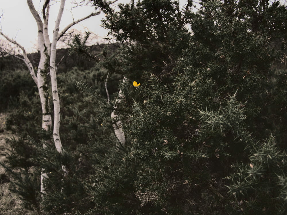 a small yellow object in the middle of a forest