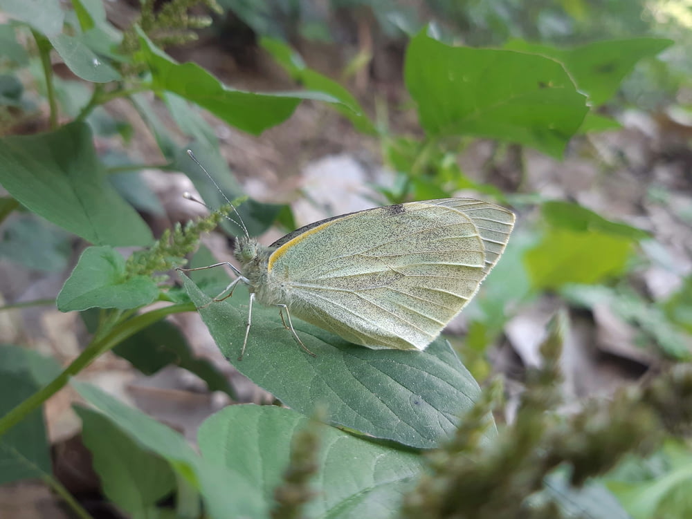 a white butterfly sitting on top of a green leaf