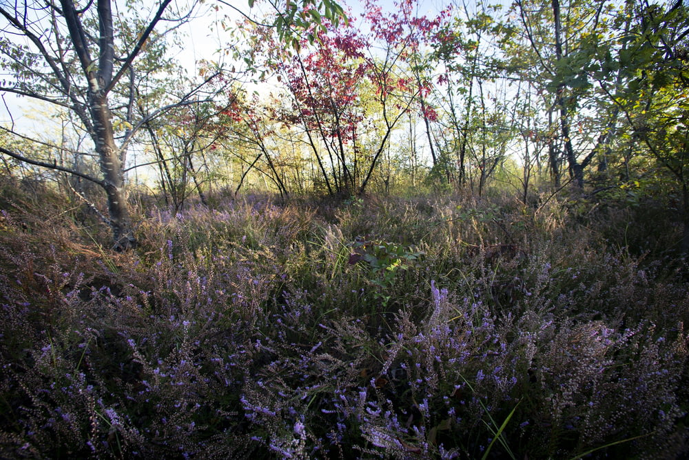 a field with lots of purple flowers and trees