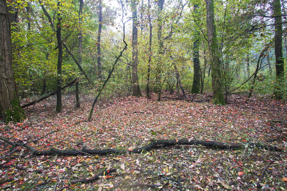 a wooded area with fallen leaves on the ground