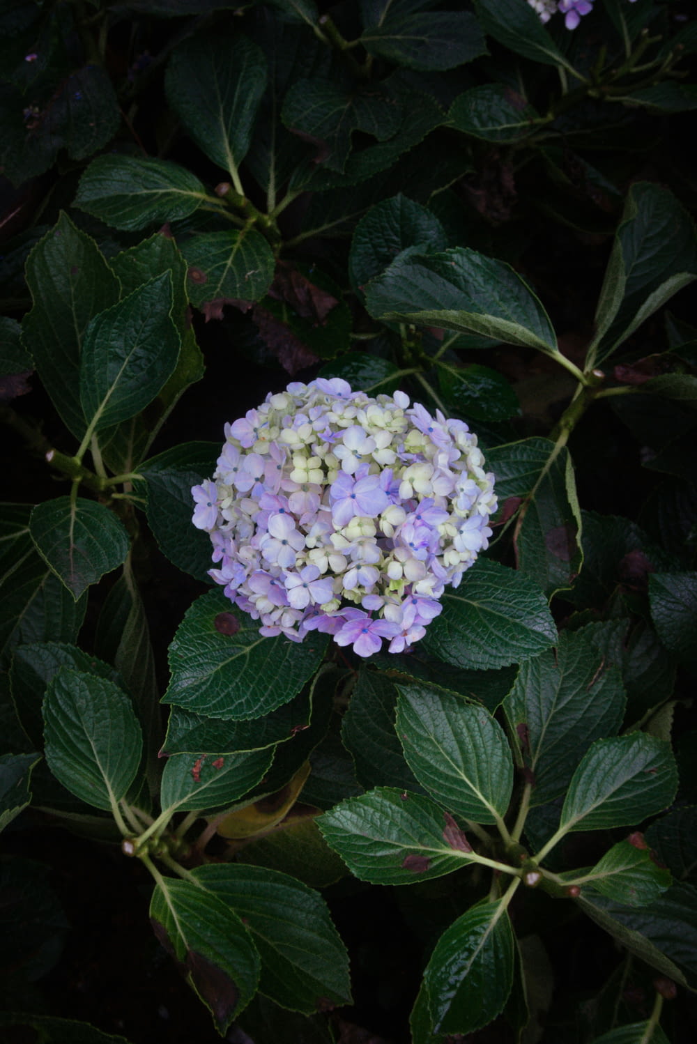 a purple and white flower surrounded by green leaves