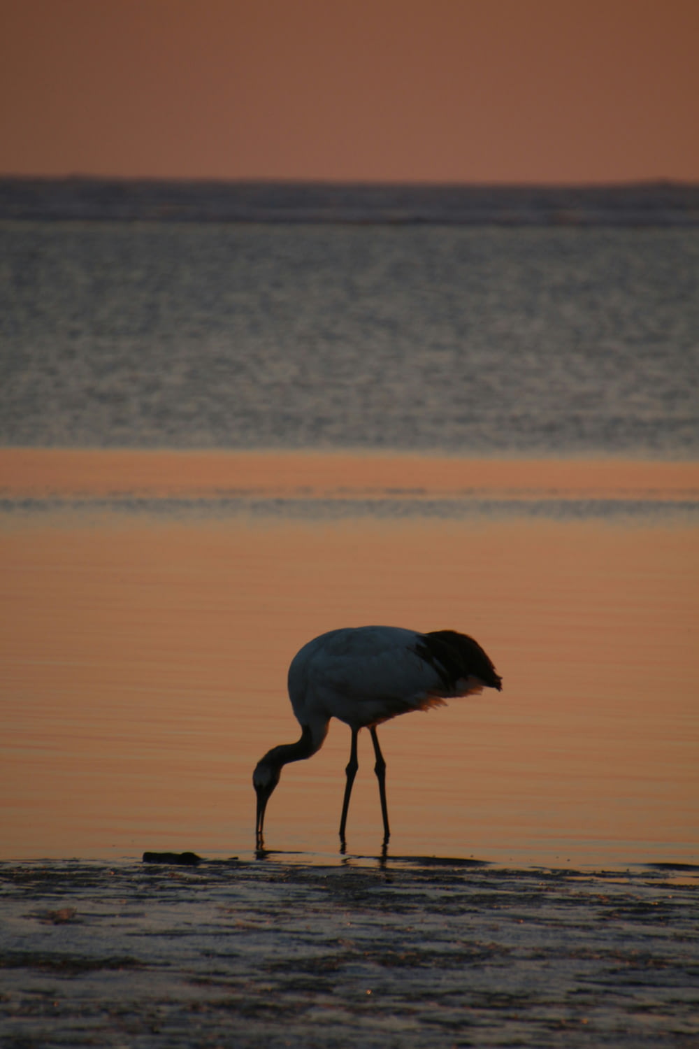 a large bird standing on top of a body of water