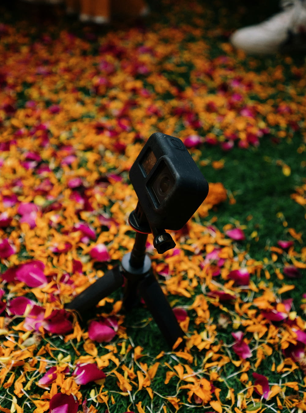 꽃밭의 삼각대 위에 놓인 카메라