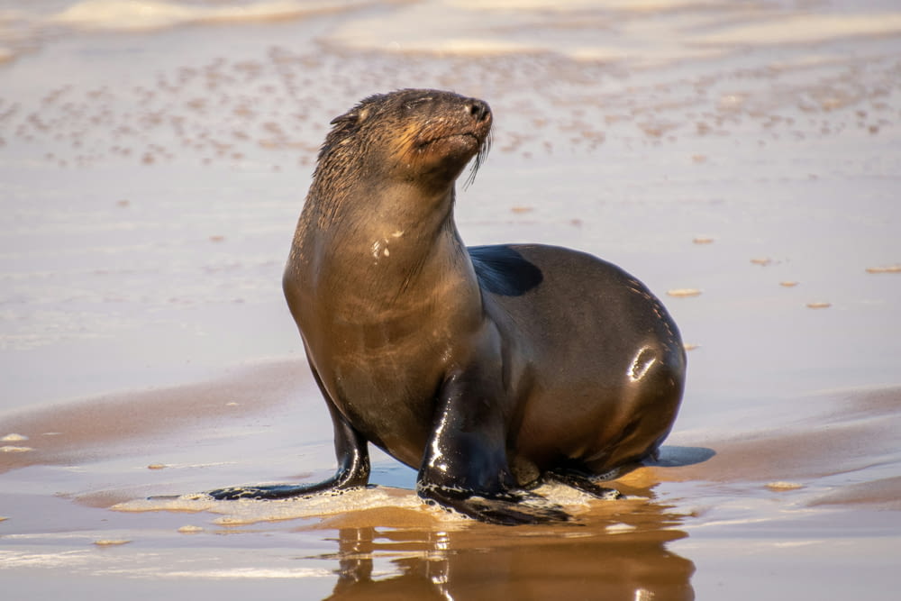 a seal is sitting on the beach in the water