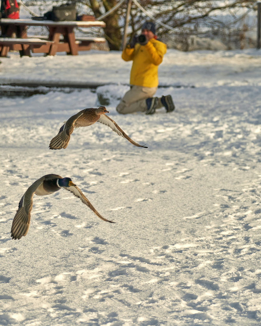 a couple of birds flying over a snow covered ground