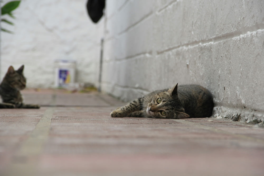 a cat laying on the ground next to a wall