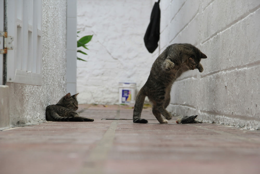 a couple of cats standing on top of a sidewalk