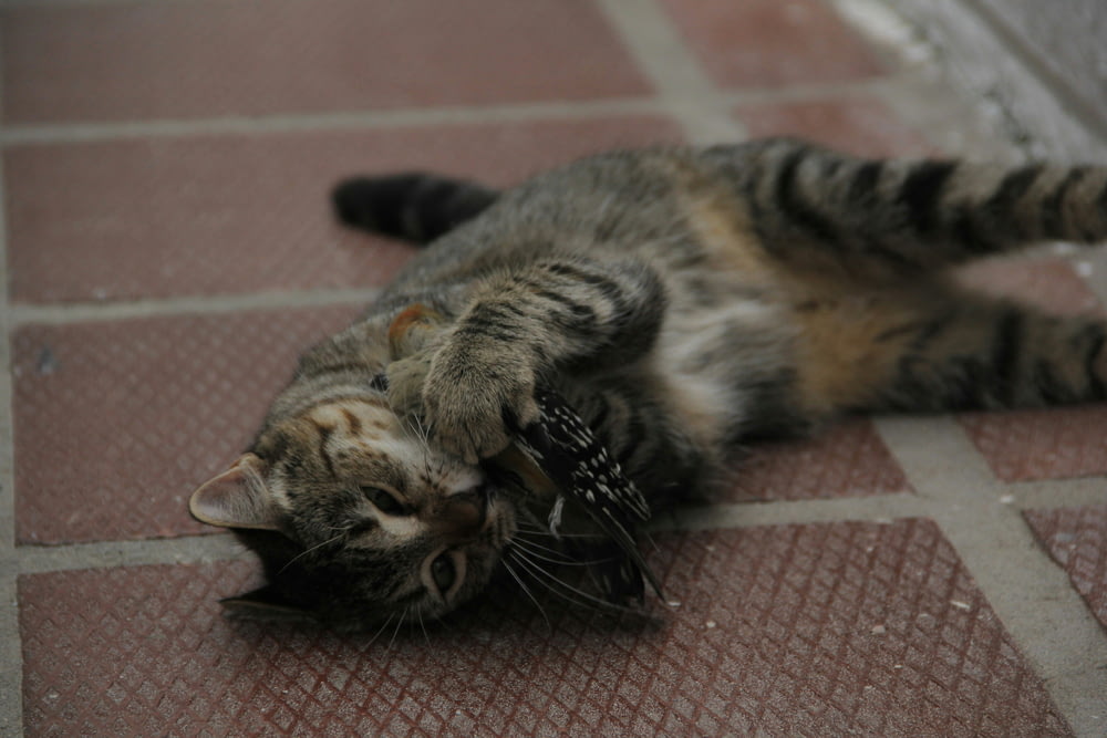 a cat laying on its back on a tile floor