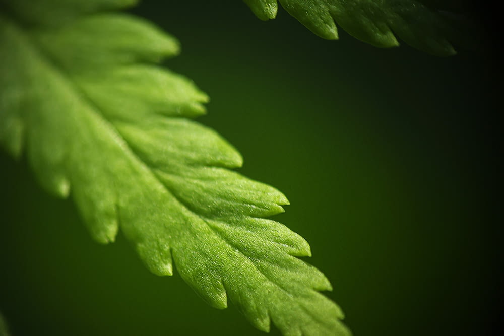 a close up of a green leaf on a dark background