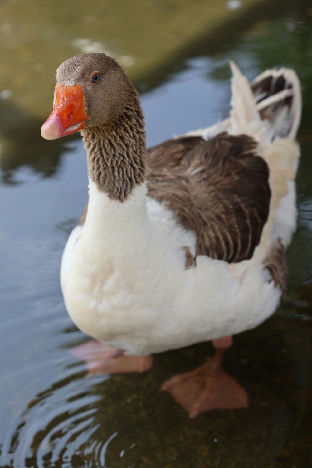 a duck is standing in the water and looking at the camera