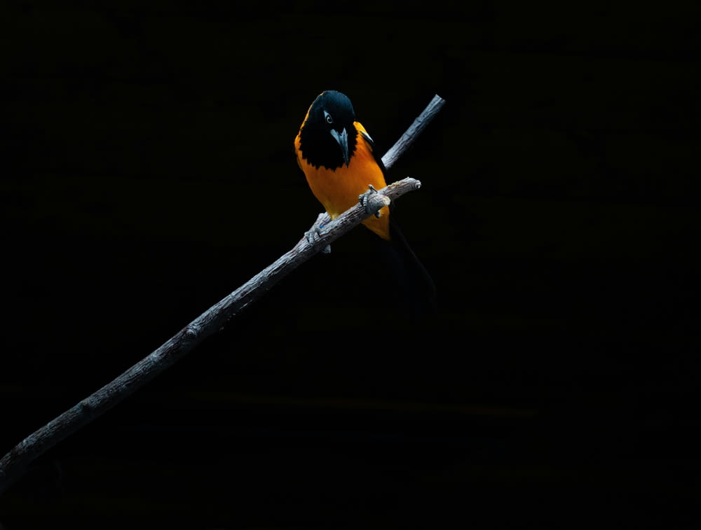 a yellow and black bird sitting on a branch