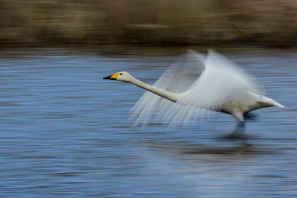 a white swan flying over a body of water