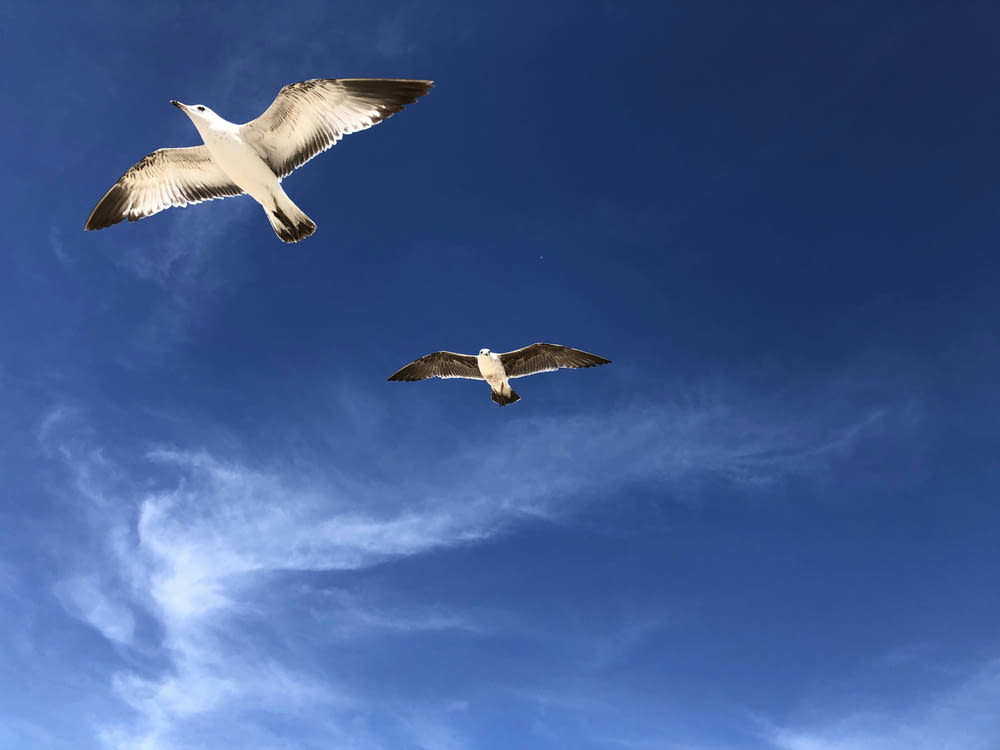 two seagulls flying in a blue sky with white clouds