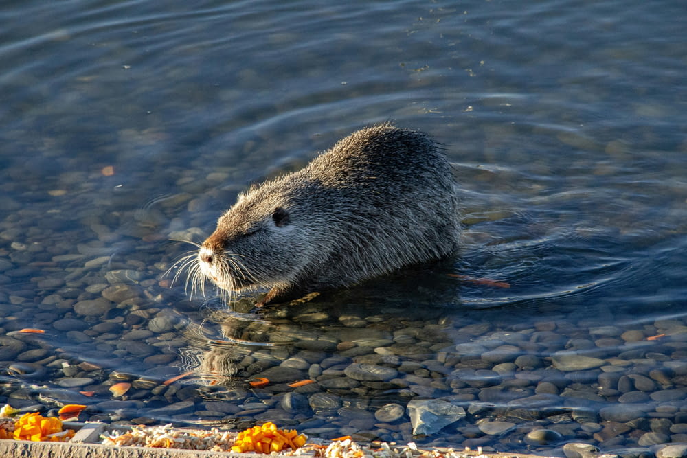 a beaver swimming in a body of water
