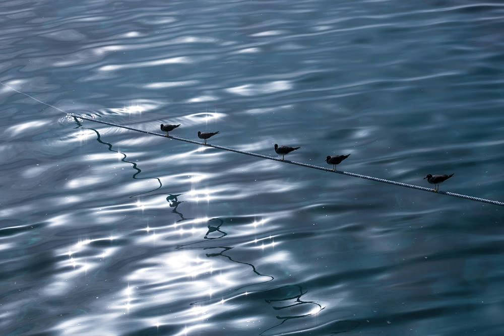 a line of birds sitting on top of a body of water