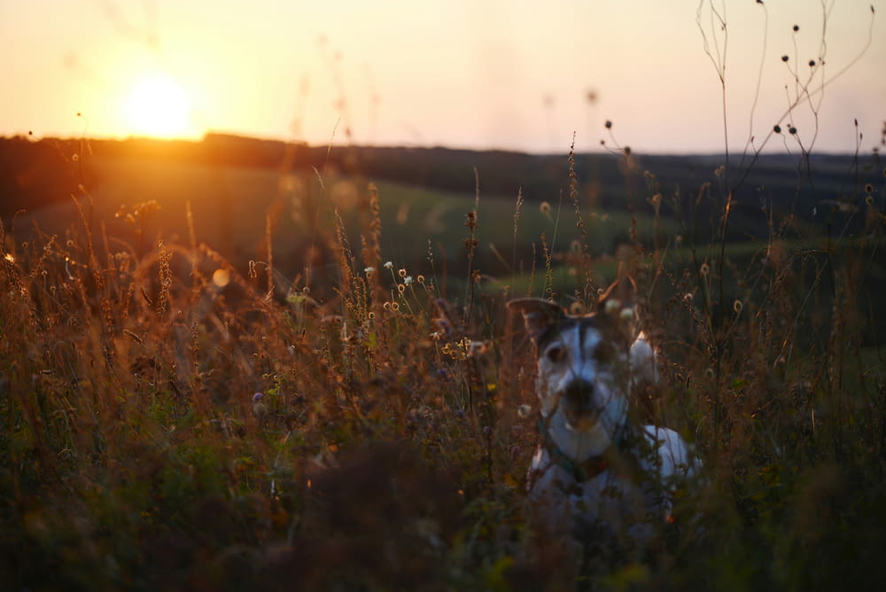 a dog sitting in a field at sunset