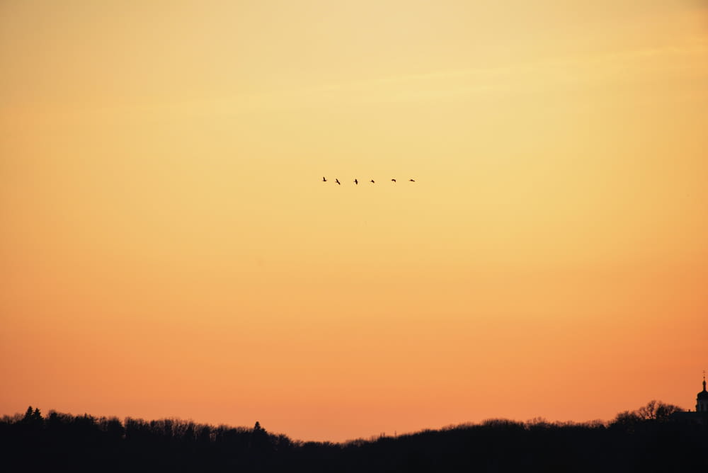 a flock of birds flying in the sky at sunset
