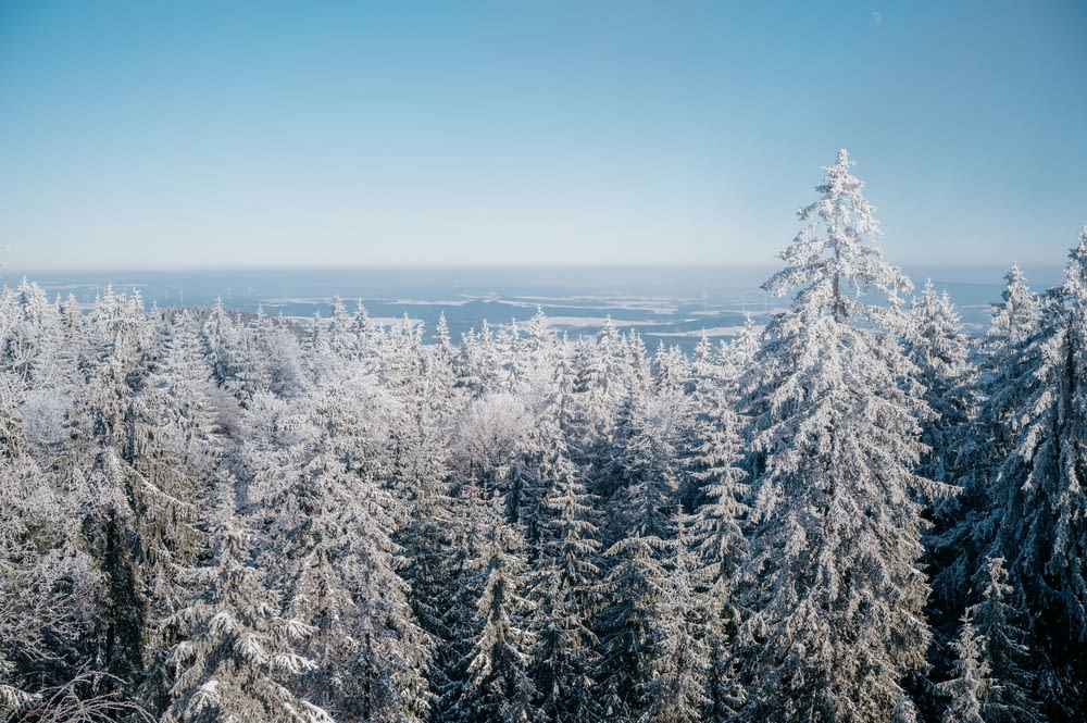 a view of snow covered trees from a high viewpoint