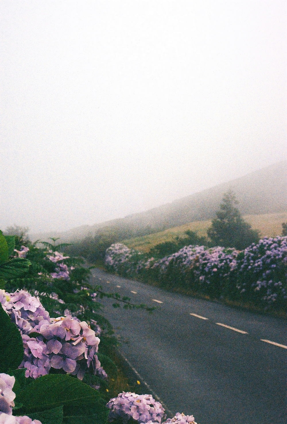 purple flowers line the side of a road on a foggy day