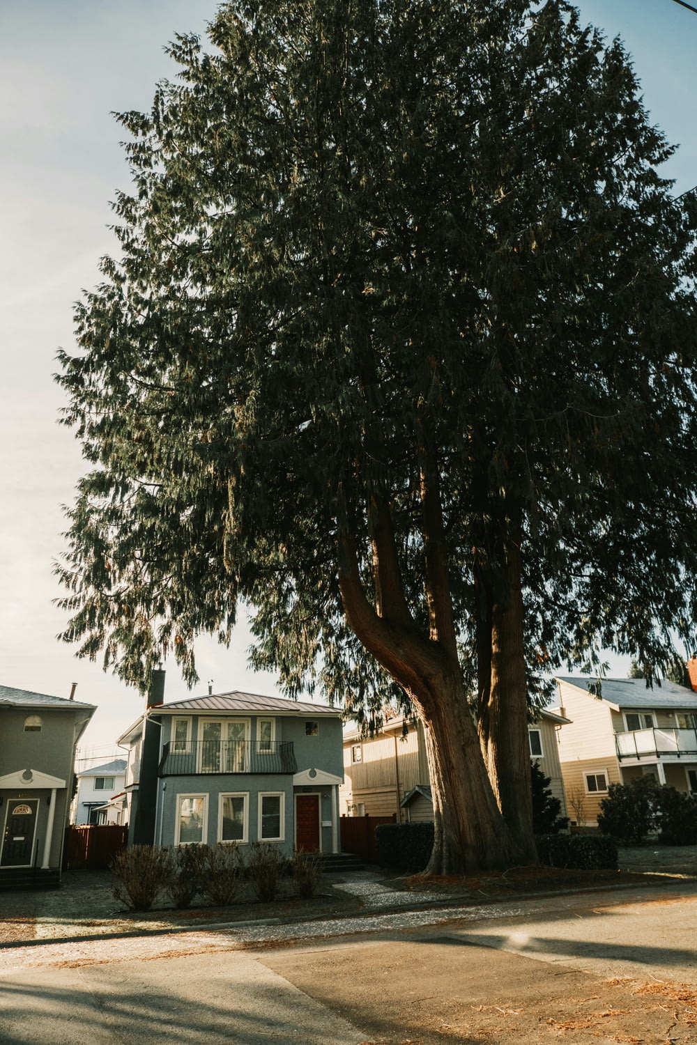 a large tree in front of some houses
