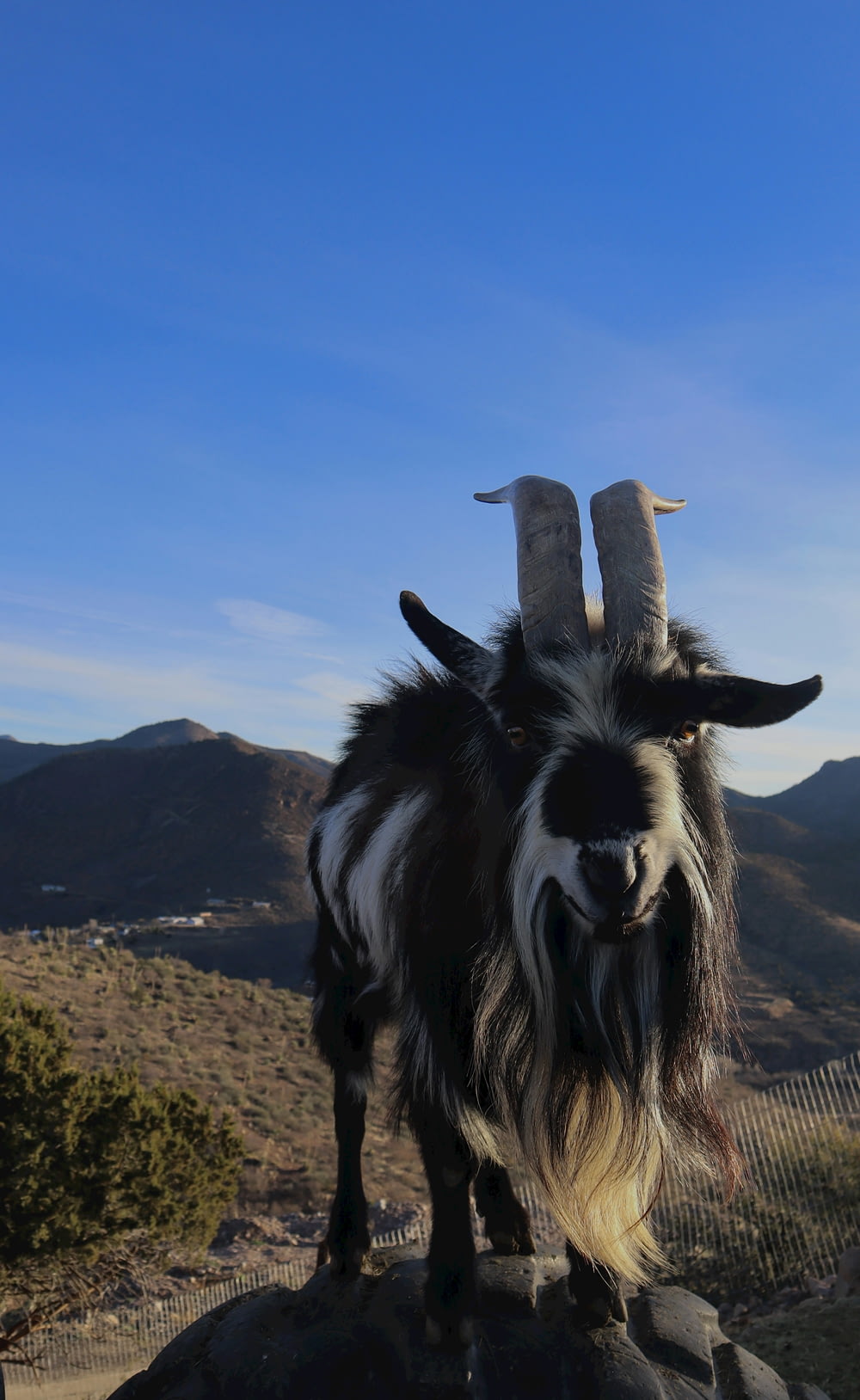 a black and white goat standing on top of a rock