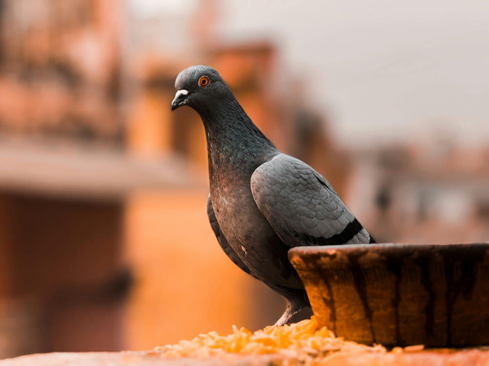 a pigeon sitting on top of a wooden bowl