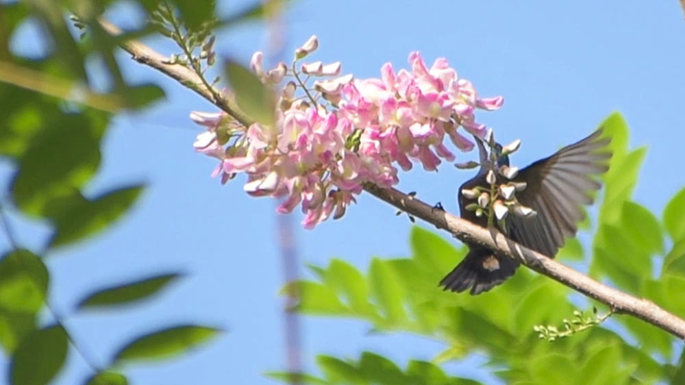 a bird sitting on a branch with pink flowers
