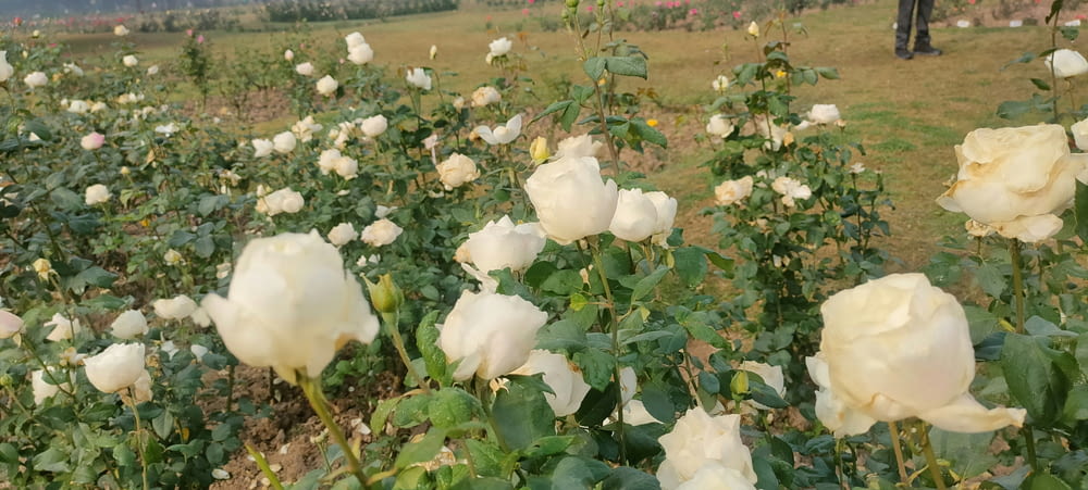 a field full of white roses in the middle of the day