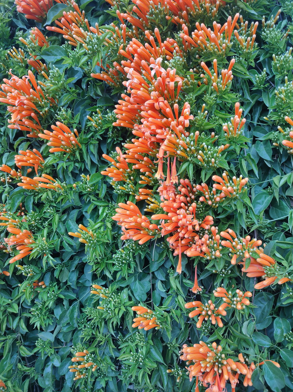 a close up of a plant with orange flowers