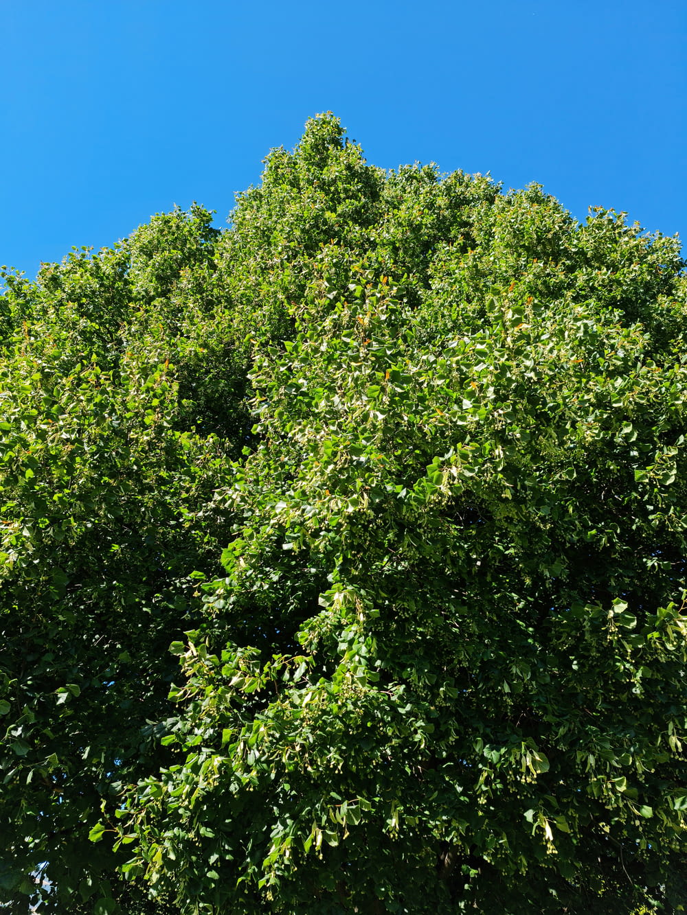 a large green tree in front of a blue sky