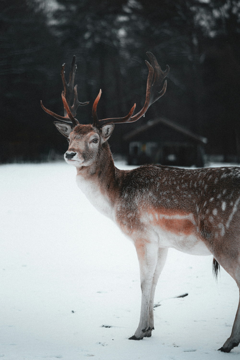 a deer with antlers standing in the snow