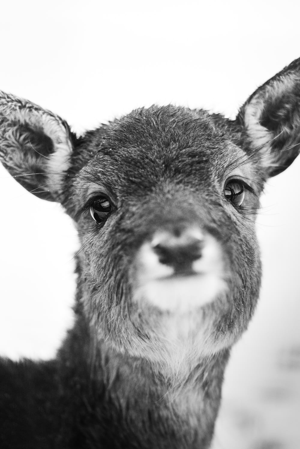a black and white photo of a baby deer