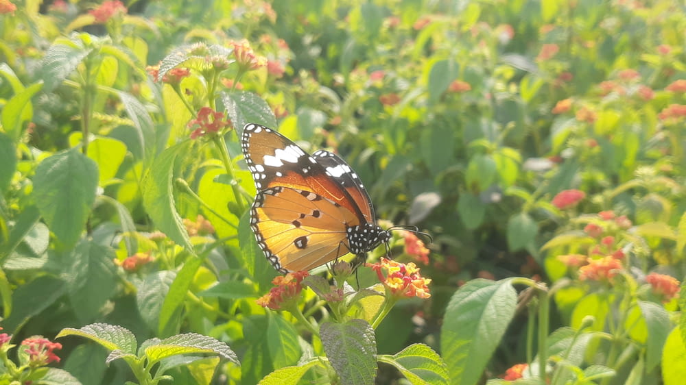 ein Schmetterling, der auf einer Blume sitzt