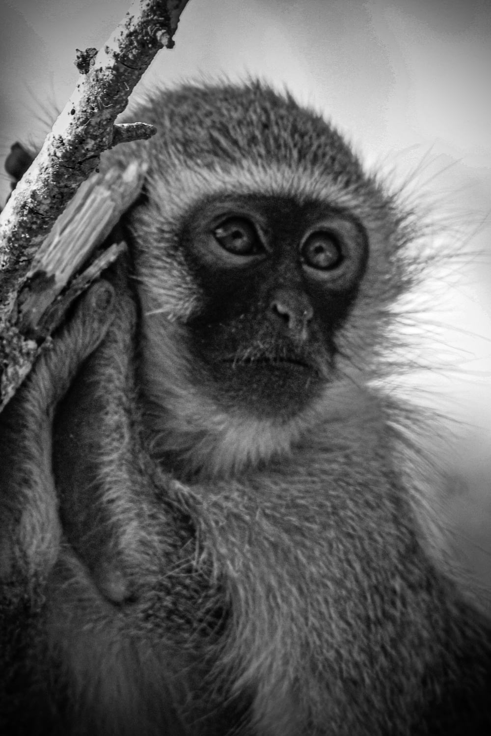uma foto em preto e branco de um macaco