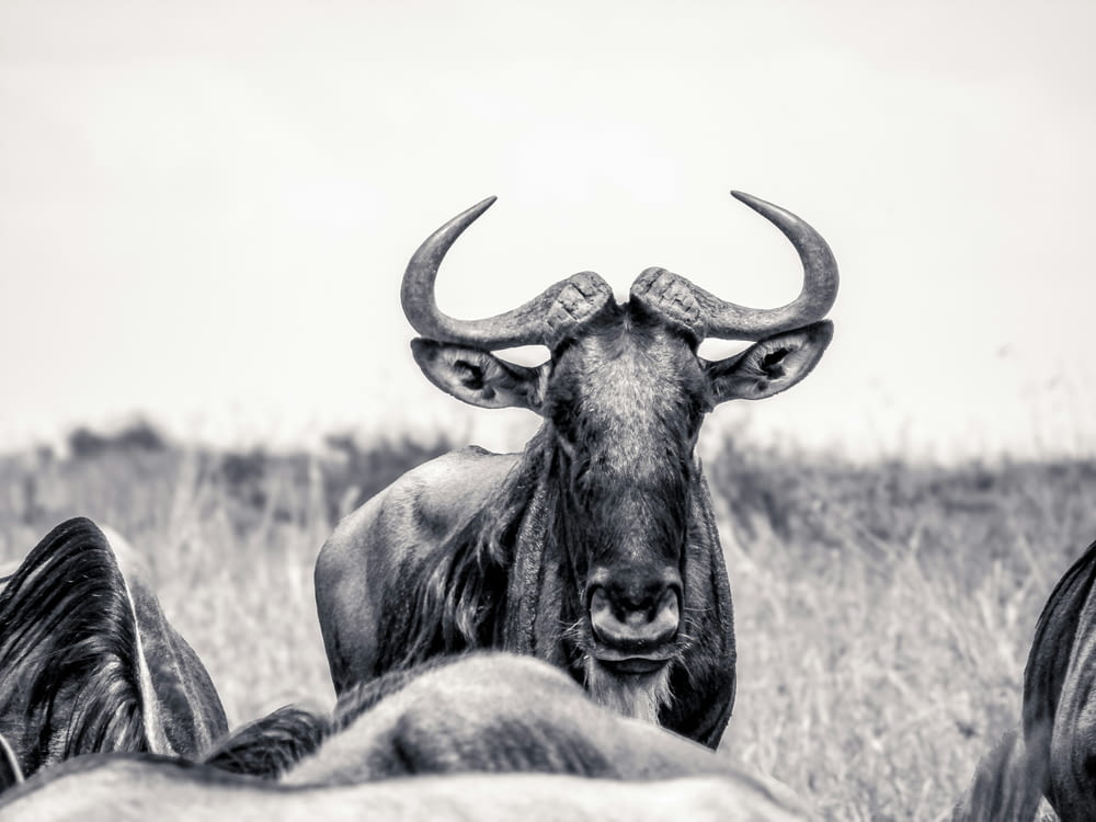 uma foto em preto e branco de um touro com grandes chifres