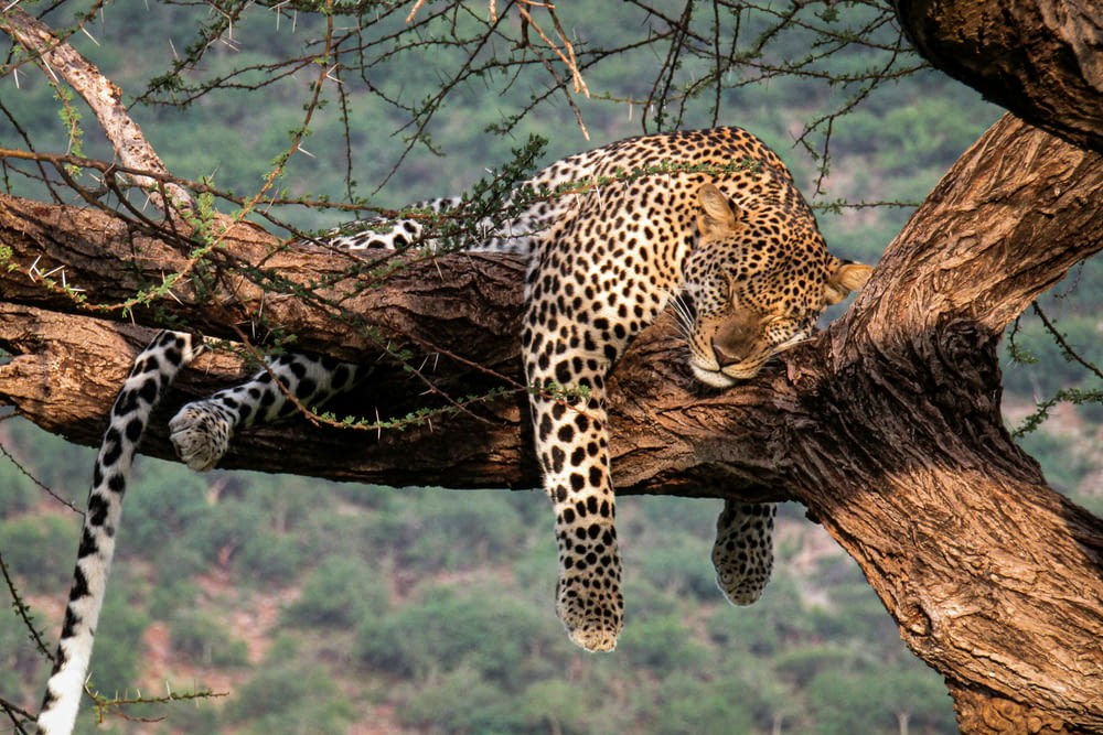 a leopard resting on a branch of a tree