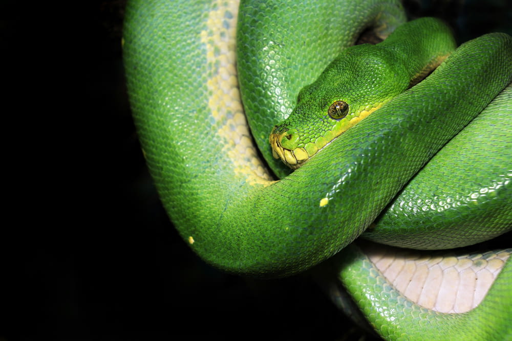 a green snake wrapped around a tree branch